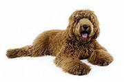 labradoodle