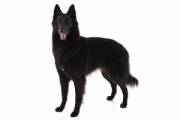 belgium_shepherd_dog