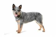 australian_cattle_dog