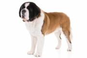 saint_bernard