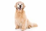 golden-retriever