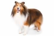 shetland-sheepdog