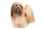 lhasa_apso