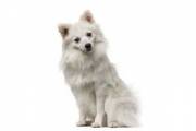 german_spitz