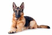 german-shepherd