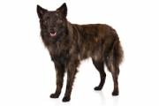 dutch_shepherd_dog