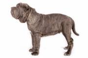 neapolitan_mastiff