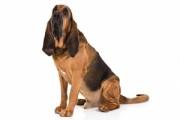 bloodhound