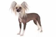 chinese-crested-on
