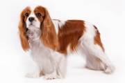 cavalier_king_charles_spaniel