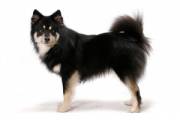 finnish_lapphund