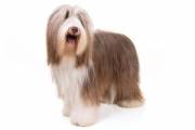 bearded-collie