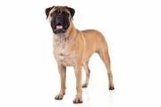 bullmastiff