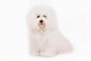 coton_de_tulear