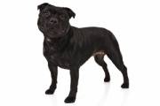 staffordshire-bull-terrier