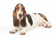 basset-hound