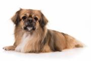 tibetan-spaniel