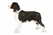 english_springer_spaniel