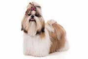 shih_tzu