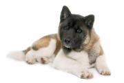 akita