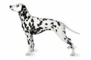 dalmatian