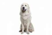 pyrenean_mountain_dog