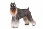 schnauzer