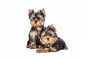 yorkshire_terrier