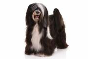 tibetan_terrier